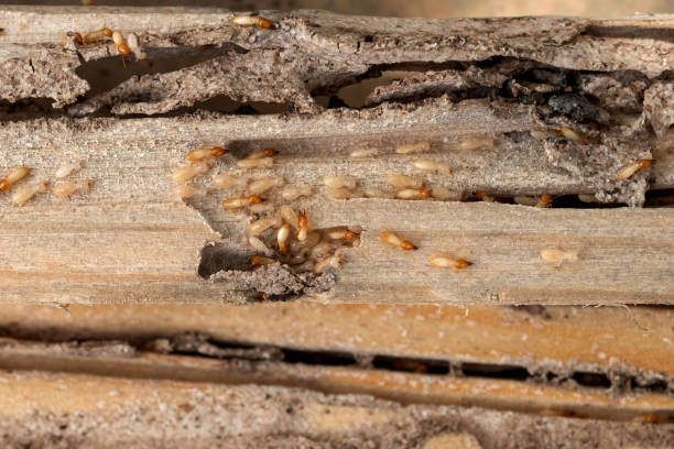 Reliable Ripon, WI Pest Control Solutions